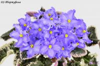 OS-Тартуфола (стандарт) (л/ук) - код Ф581