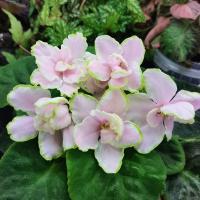 КZ-Графинюшка (стандарт) (л/ук) - код Ф260