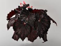 DS-Вишня в Шоколаде (л/ср) - код Б089