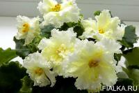 АВ-Канарейка (стандарт) (л/ук) - код Ф344