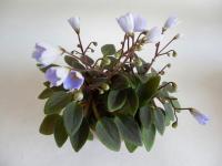 ЛЕ-Рейн (трейлер) (л/ук) - код  Ф238 ЛЕ-Рейн (трейлер) (л/ук) - код  Ф238