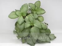 НиКа-Серебристая чайка (сталон срез) - код Э010