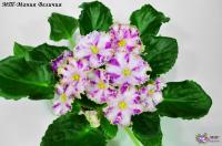 МТ-Мания Величия (стандарт-химера) (п/ук) - код Ф101