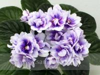 Dn-Чарівний Лотос (стандарт) (л/ук) - код Ф751