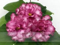 KZ-Медовый Месяц (стандарт) (л/ук) - Ф809