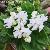 АВ-Северный Олень (стандарт) (новинка 2022) (л/ук) - код Ф412