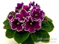 АВ-Просто Космос (стандарт) (дет) - код Ф377 **