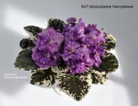 ВаТ-Шоколадное Настроение (стандарт) (л/ук) - код Ф162 **