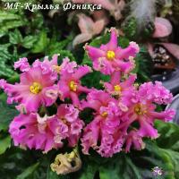 MF-Крылья Феникса (стандарт) (Новинка 2025) (л/ук) - код Ф1013