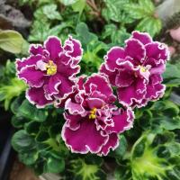 ВаТ-Волшебный Талисман (стандарт) (л/ук) - код Ф395