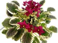 СВ-Город Йошкар-Ола (трейлер) (л/ук) - код Ф1030