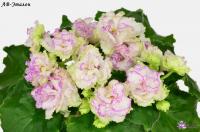 АВ-Эталон (стандарт) (л/ук) - код Ф847 **