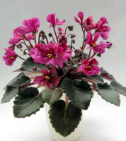 Wesley's Queen of Tarts (миниатюра) (л/ср) - код Ф453