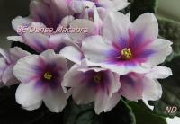 8E Danse Macabre (стандарт-химера) (п/ук) - код Ф055