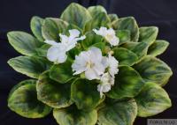 OS-Эльфийский Цветок (миниатюра) (л/ук) - код Ф593