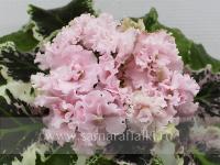 КО-Абрикосовый Пунш (стандарт) (л/ук) - код Ф467