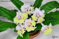 Dem-Costa Brava (158) (дет) - код С091