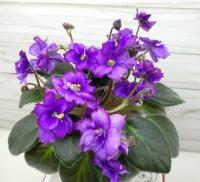 Rоb's Вluе Саt (миниатюра) (л/ср) - код Ф658