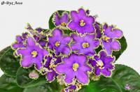 Ф-Дух Леса (стандарт) (л/ук) - код Ф829 **