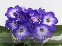 АГ-Зажигает Ночь (стандарт) (л/ук) - код Ф1008