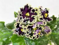 АВ-Очи Черные (стандарт) (л/ук) - код Ф496