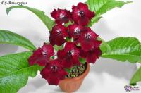 DS-Валькирия (дет) - код С045