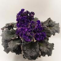 РМ-Черный Лебедь (стандарт) (л/ук) - код Ф905