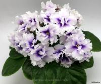 ВВ-Моцарт (стандарт) (л/ук) - код Ф1010