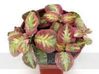 Bangkok (сталон срез) - код Э028