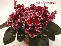 ЛЕ-Антарес (стандарт) (л/ук) - код  Ф254 **