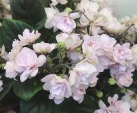 ГЕА-Водяная Лилия (трейлер) (л/ук) - код Ф1039