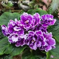 RIV-Крем де Мюр (стандарт) (л/ук) - код  Ф324