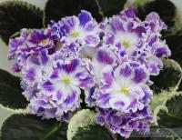 НД-Хлопушка (стандарт) (л/ук) - код Ф834