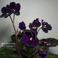 Mac's Black Pearl (миниатюра) (л/ср) - код Ф146 **