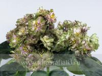 ЛЕ-Элина (стандарт) (л/ук) - код Ф463