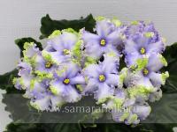 МТ-Летящей Походкой (стандарт) (л/ук) - код Ф1001