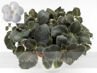 Lilacina Panama White (сталон срез) - код Э062