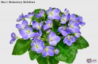 Mac's Momentary Meltdown (миниатюра) (л/ук) - код Ф568 **