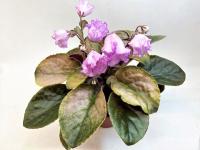 Dn-Рожева Конвалия Gold (стандарт) (л/ук) - код Ф505