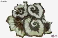 Escargot (л/ср) - код Б078 Escargot (л/ср) - код Б078