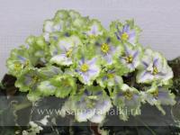 ЛЕ-Валерия (стандарт) (л/ук) - код Ф702