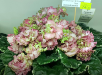 МТ-Легенды Осени (стандарт) (л/ук) - код Ф300