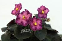 РС-Позитив (миниатюра) (л/ср) - код Ф941