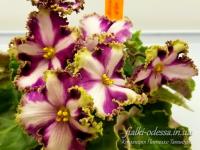 Лесной царь (стандарт-химера) (п/ук) - код Ф026