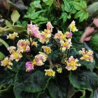 Ness' Fantasy Gold (стандарт) (л/ук) - код Ф334