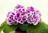 АВ-Королевская Герань (стандарт) (л/ук) - код Ф634