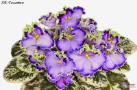 ЛЕ-Галатея (стандарт) (л/ук) - код Ф801 **