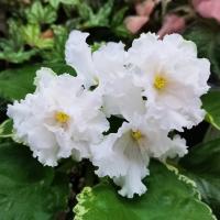 RIV-Перламутровые Облака (стандарт) (л/ук) - код Ф663