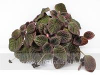 НиКа-Уютно Дома (сталон срез) - код Э040