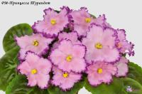 РМ-Принцесса Турандот (стандарт) (л/ук) - код Ф514 **